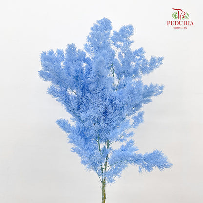 Preservative Asparagus Fern Blue