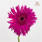 Gerbera Spider Nola - (5 Stems)