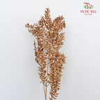 Dry Ruscus Dyed - Gold