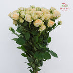 Rose Spray Zephyr - (8-10 Stems)