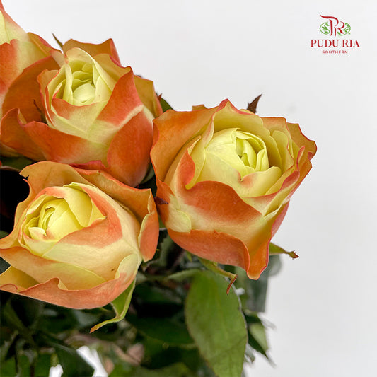 Rose Fairy Queen - (8-10 Stems)