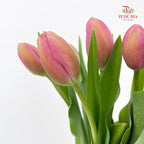 Tulip Pink 郁金香 - (8-10 Stems)