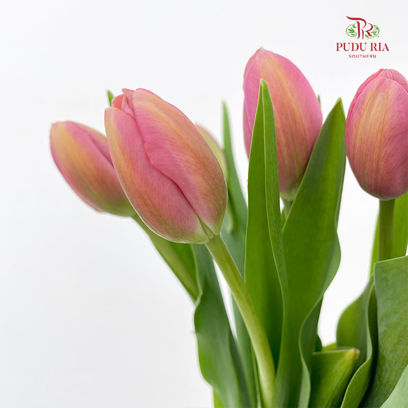 Tulip Pink 郁金香 - (8-10 Stems)