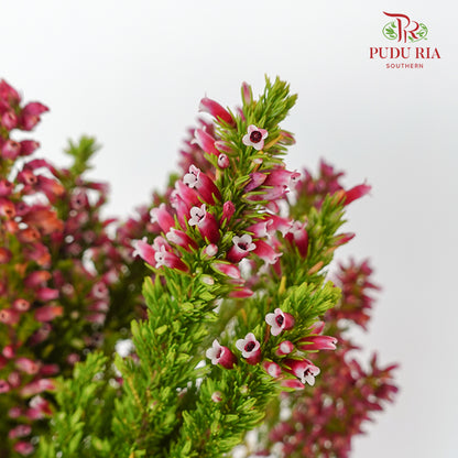 Erica Dark Pink - (Per Bundle)