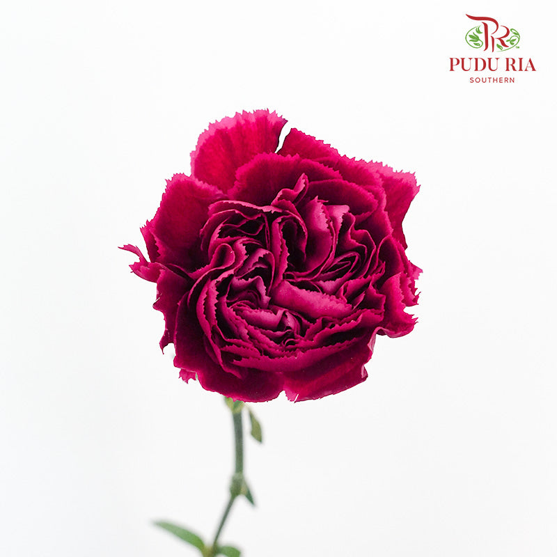 Carnation St Forever (18-20 Stems) - Pudu Ria Florist Southern
