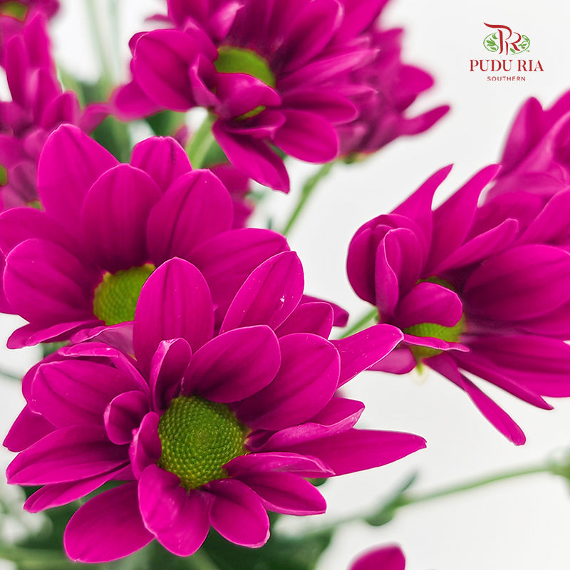 Chrysanthemum Pompom Daisy Dark Purple 3 - (10-12 Stems)