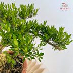 Buxus Bonsai 黄杨盆景