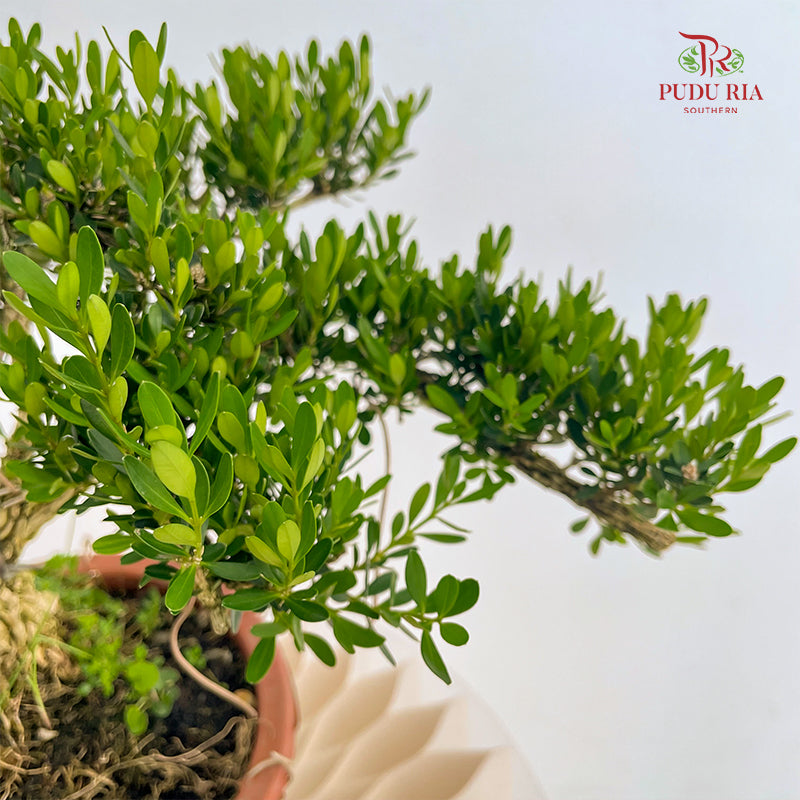 Buxus Bonsai 黄杨盆景