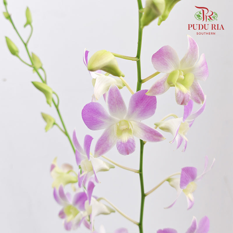 Dendrobium Orchid Pot - Light Purple