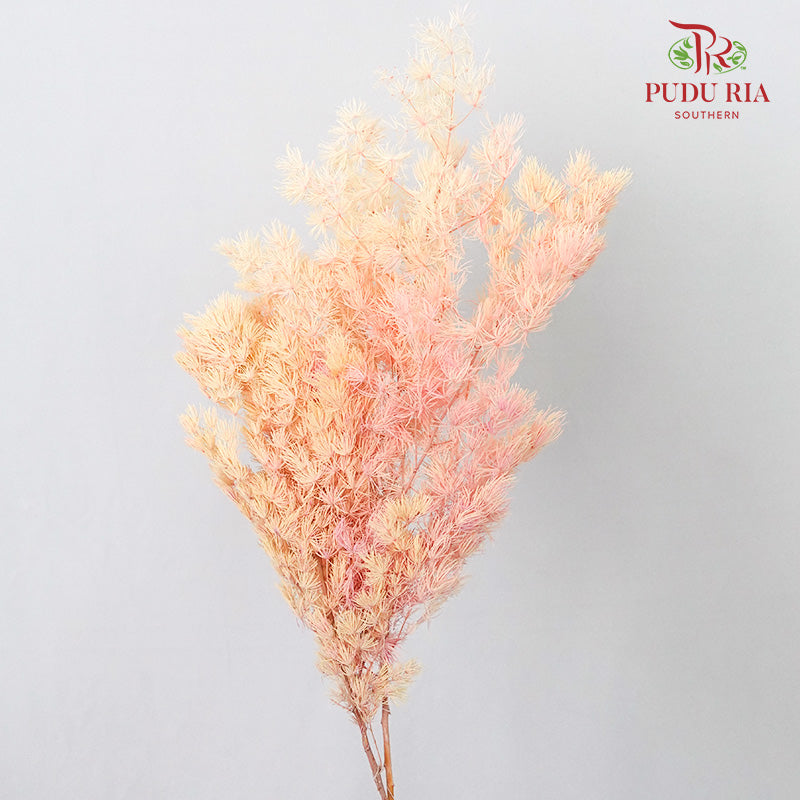 Preservative Asparagus Fern Champagne - Pudu Ria Florist Southern