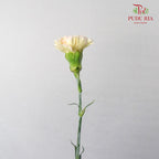 Carnation St Hoh Xil  18-20 Stems - Pudu Ria Florist Southern