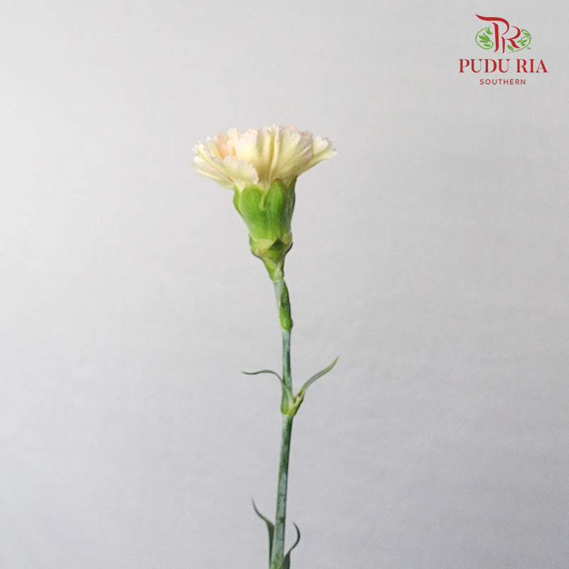 Carnation St Hoh Xil  18-20 Stems - Pudu Ria Florist Southern