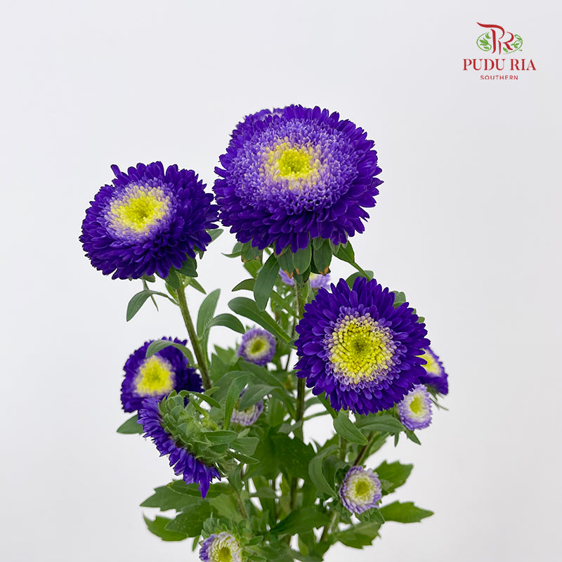 Aster Purple 翠菊 - (Per Bundle)