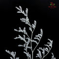 Dry Caspia - White