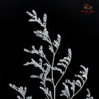 Dry Caspia - White