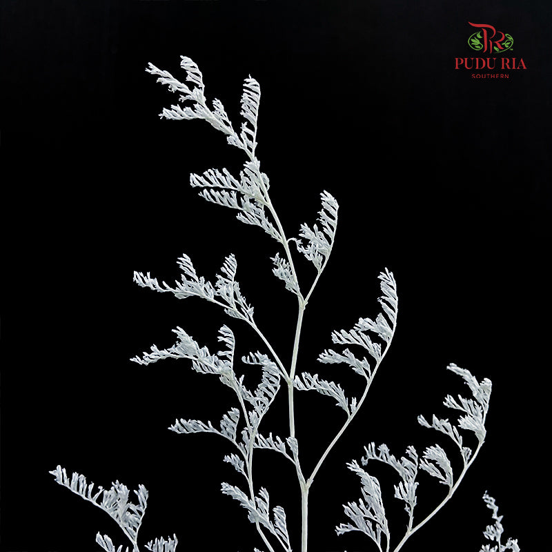 Dry Caspia - White