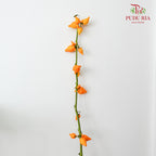 Solanum Mammosum 五福果 - (Per Stem)