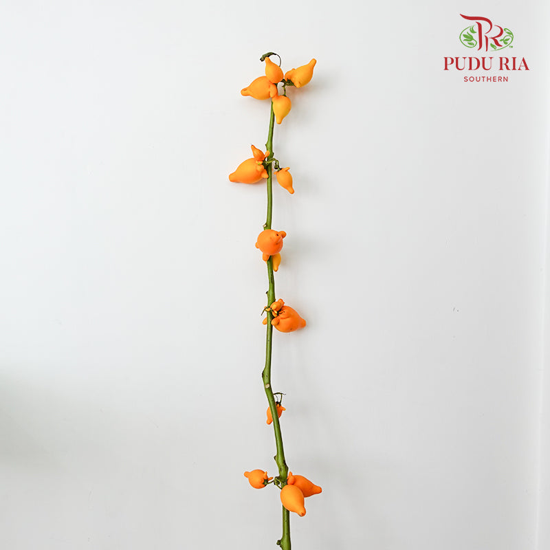 Solanum Mammosum 五福果 - (Per Stem)