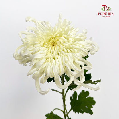 Chrysanthemum Evening Snow Mum - (5 Stems)