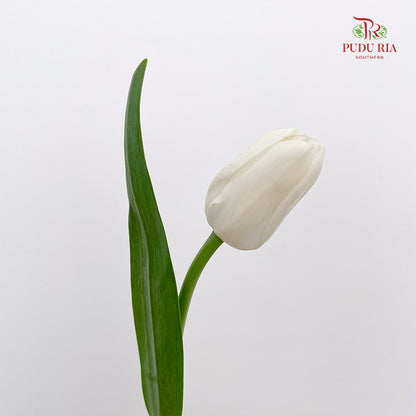 Tulip White - (8-10 Stems)