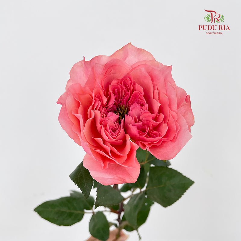 Rose Mikoto - (8-10 Stems)