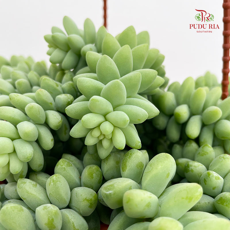 Sedum Morganianum