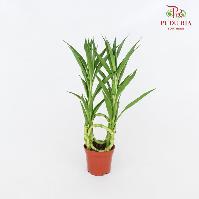 Bamboo Basket (Dracaena Sanderana)