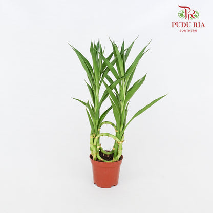 Bamboo Basket (Dracaena Sanderana)