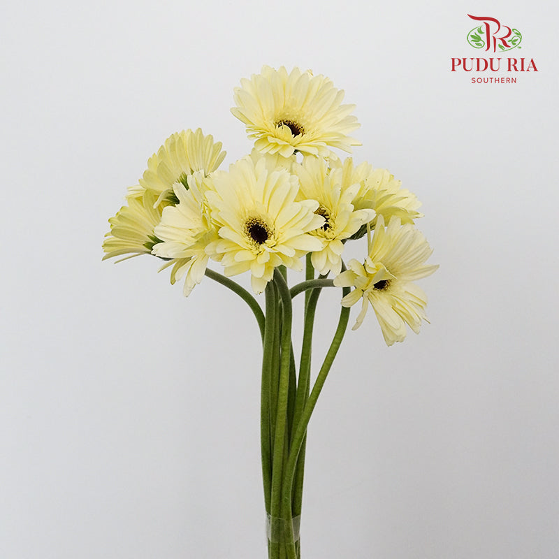 Gerbera mini - Pudu Ria Florist Southern