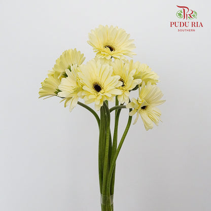 Gerbera mini - Pudu Ria Florist Southern