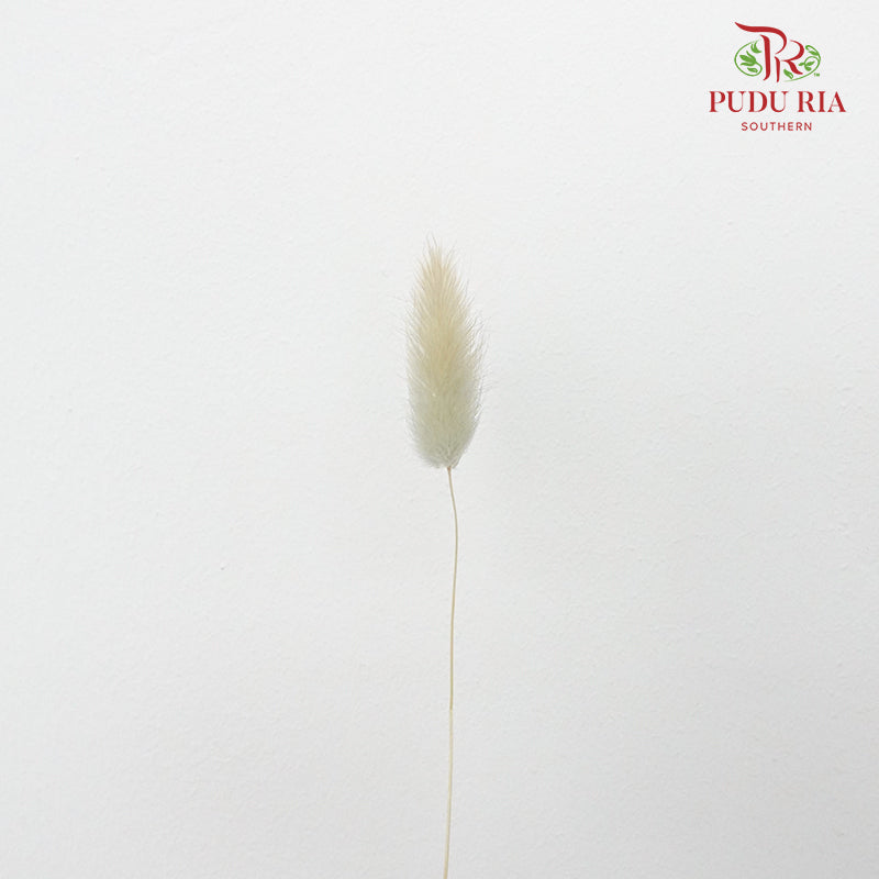 Dry Lagurus (Bunny Tails) - Light Taupe - Pudu Ria Florist Southern