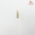 Dry Lagurus (Bunny Tails) - Light Taupe - Pudu Ria Florist Southern