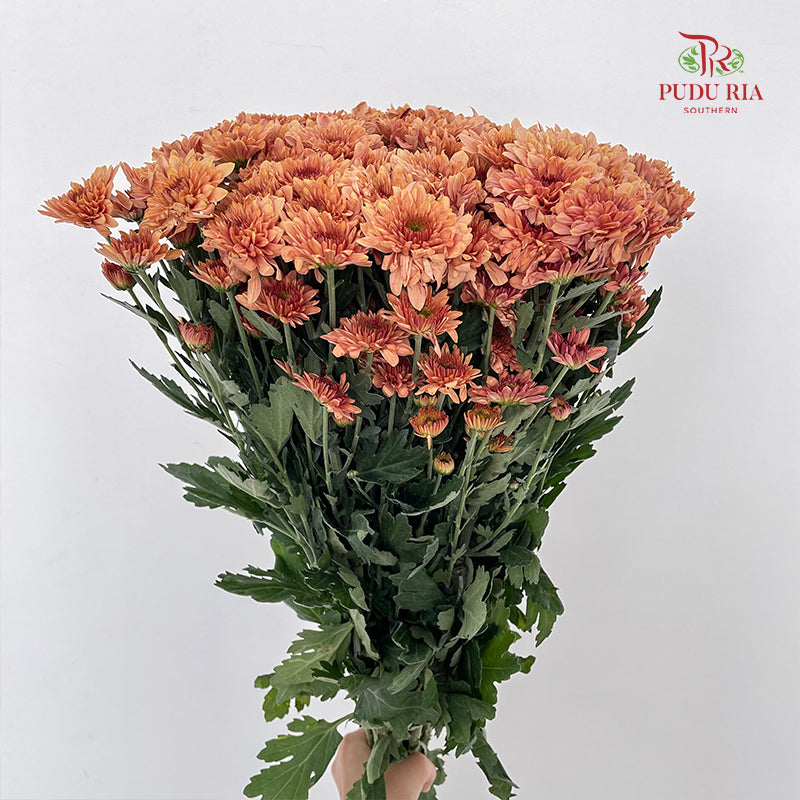 Chrysanthemum Pompom Orange 2 - (10-12 Stems)