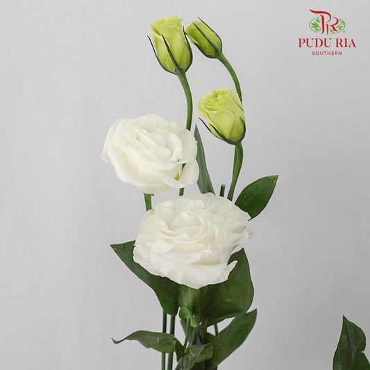 Eustoma White (12-15 Stems) - Pudu Ria Florist Southern