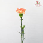 Carnation St Folgore  (18-20 Stems) - Pudu Ria Florist Southern