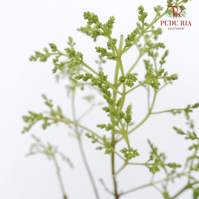 Ligustrum Lucidum (Mi zhen) - Pudu Ria Florist Southern