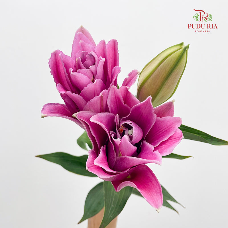 Rose Lily Pink 玫瑰百合 - (5 Stems)