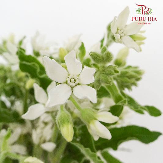 Oxypetalum White - (Per Bunch) - Pudu Ria Florist Southern