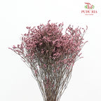 Dry Caspia - Pink