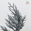 Cedar X mas Dyed Color Silver - (Per Bundle)