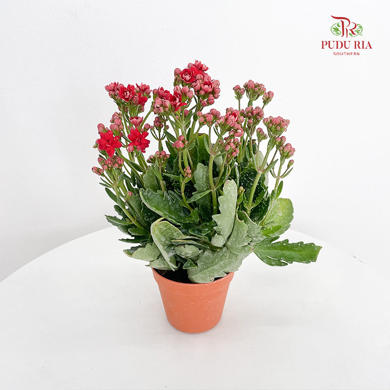 Kalanchoe 万紫千红