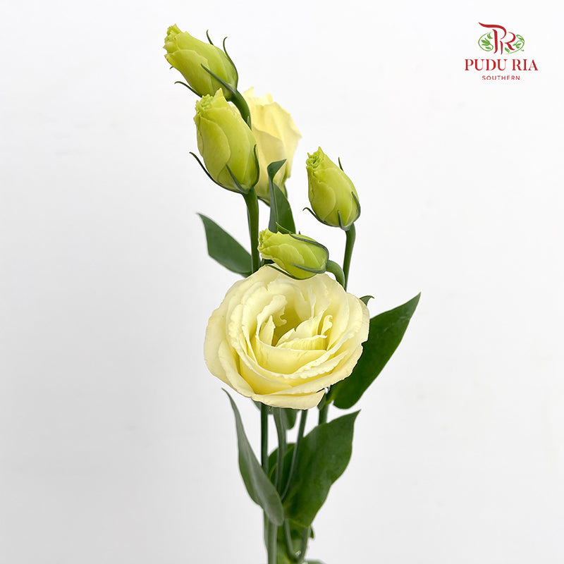 Eustoma Aube Type Rosina Yellow - (12-15 Stems)