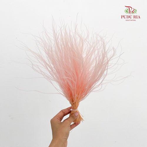 Dry Stipa Grass (Feather Grass)  Light Pink