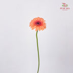 Gerbera Mini Oreo - (5 Stems)
