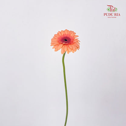 Gerbera Mini Oreo - (5 Stems)