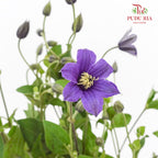Clematis Purple 鐵線蓮 - (Per Bundle)
