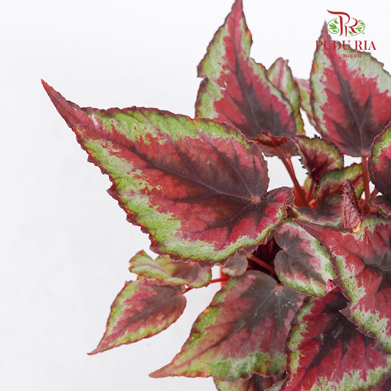 Begonia Rex #2