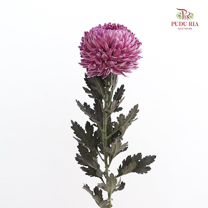 Peony Chrysanthemum Dyed Dark Purple - (5 Stems)