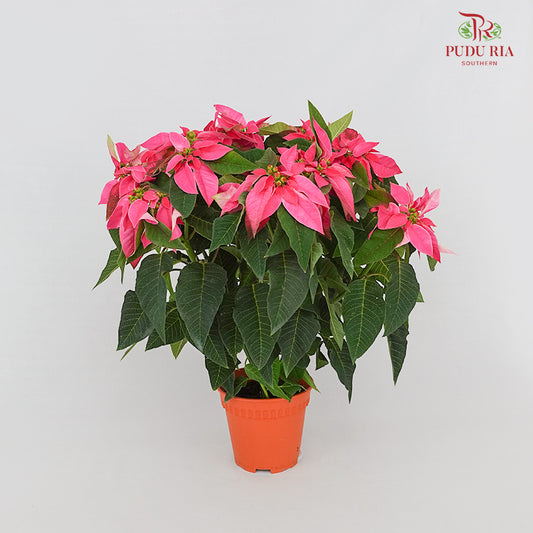 Poinsettia Pot Plant Pink