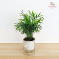 Hydro Mini Palm (Dracaena Sanderana)